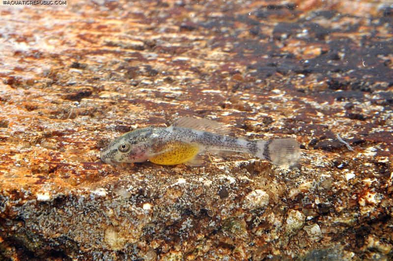 Pterygoplichthys pardalis