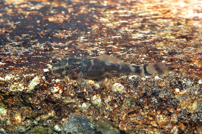 Pterygoplichthys pardalis