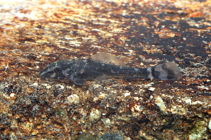 Pterygoplichthys pardalis