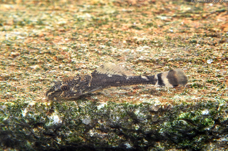 Pterygoplichthys pardalis