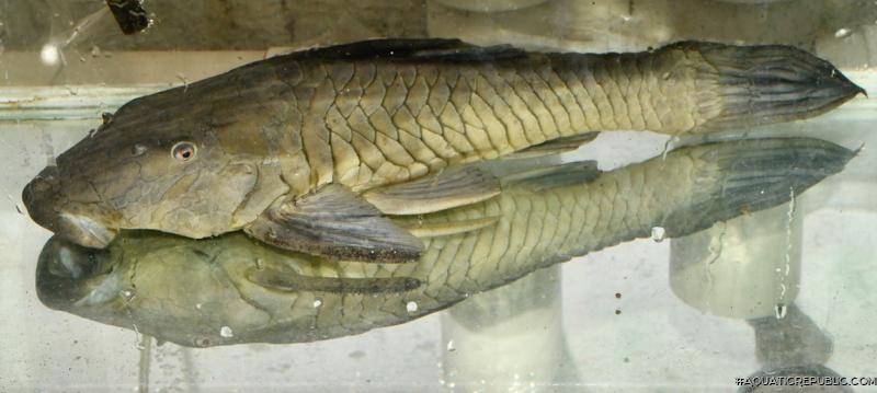 Rhinelepis aspera