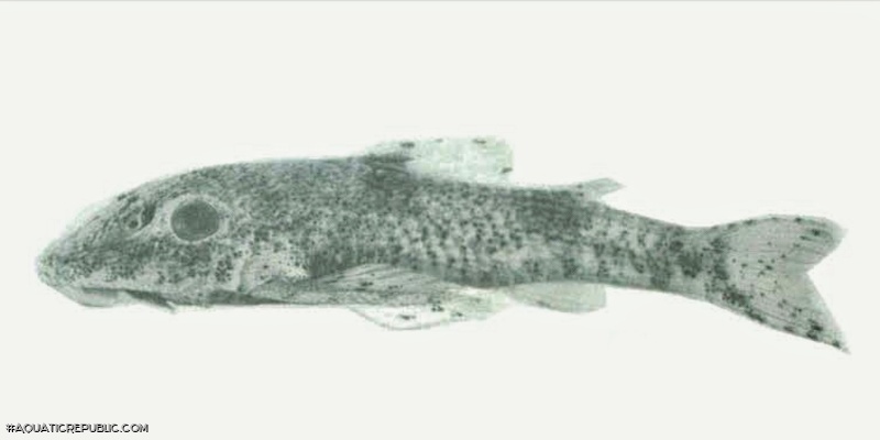 Rhinotocinclus britskii