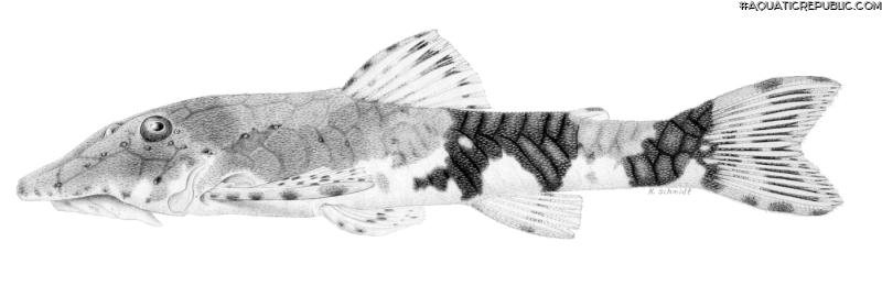 Rhinotocinclus collinsae