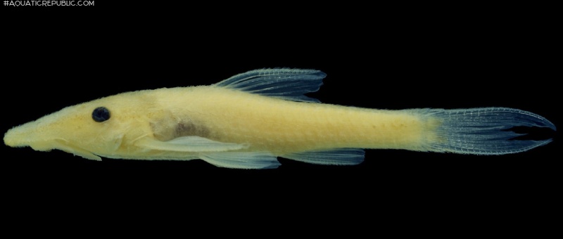 Rhinotocinclus dinizae