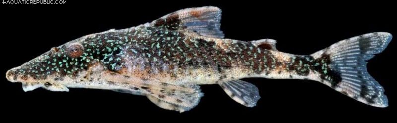 Rhinotocinclus eppleyi