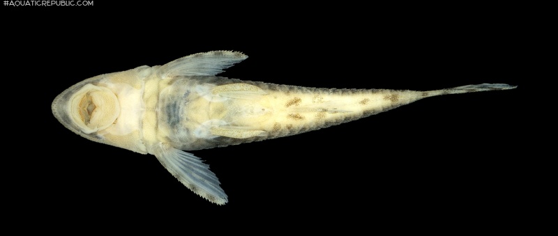 Rhinotocinclus jumaorum