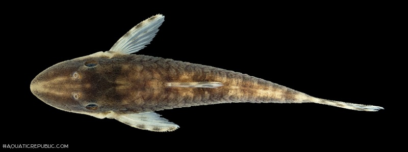 Rhinotocinclus jumaorum