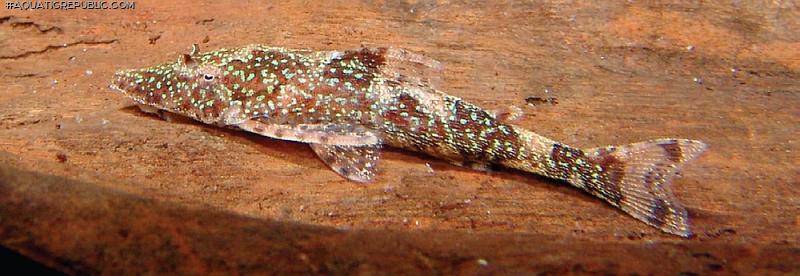 Rhinotocinclus longirostris