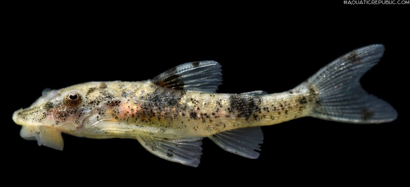 Rhinotocinclus sp. `RIO CAQUETA`