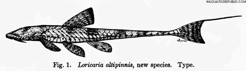 Rineloricaria altipinnis