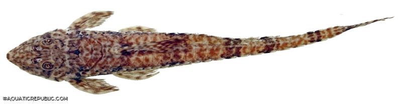 Rineloricaria buckupi