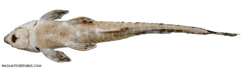 Rineloricaria buckupi