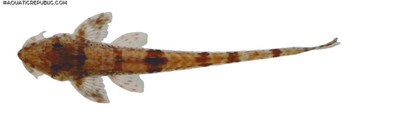 Rineloricaria buckupi