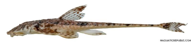 Rineloricaria buckupi