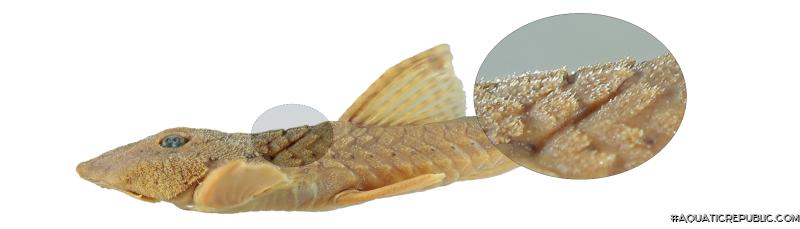 Rineloricaria buckupi