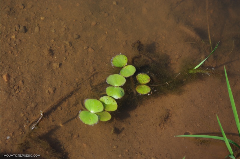 Rineloricaria cadeae