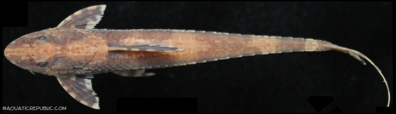 Rineloricaria heteroptera