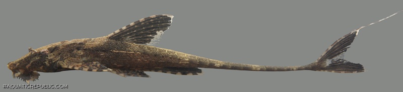 Rineloricaria lanceolata
