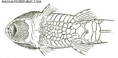 Rineloricaria pareiacantha