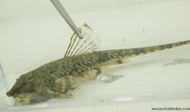 Rineloricaria phoxocephala