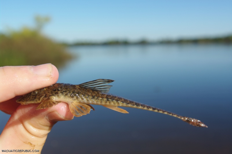 Rineloricaria strigilata