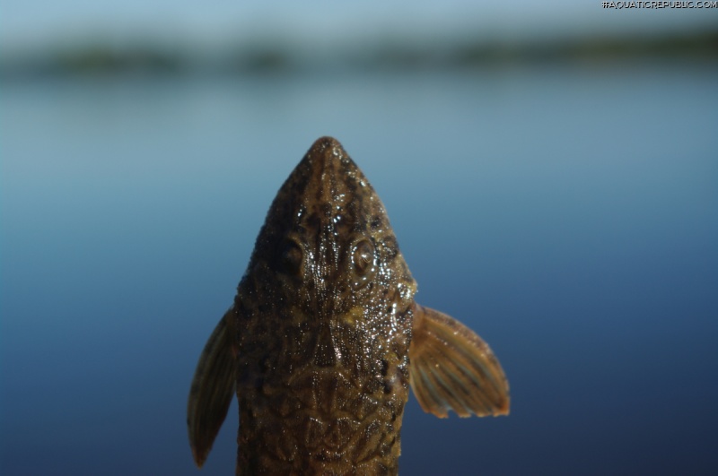 Rineloricaria strigilata