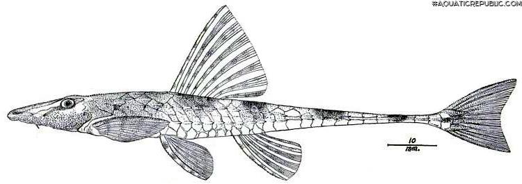 Rineloricaria thrissoceps