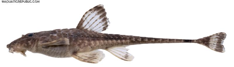 Rineloricaria zawadzkii