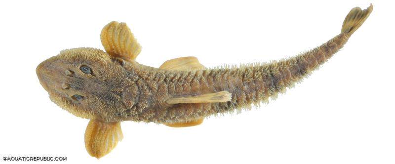 Rineloricaria zawadzkii