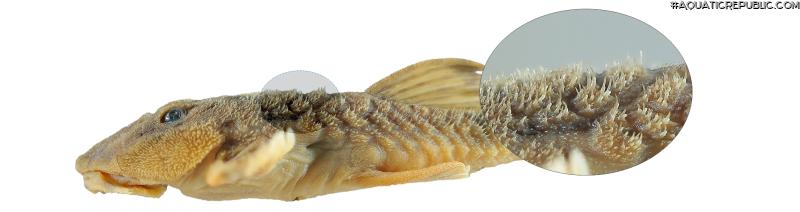 Rineloricaria zawadzkii
