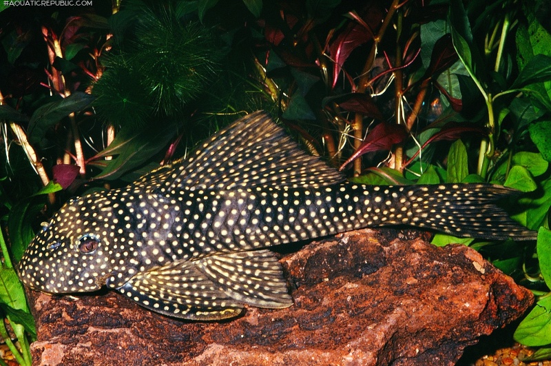 Scobinancistrus cf. pariolispos