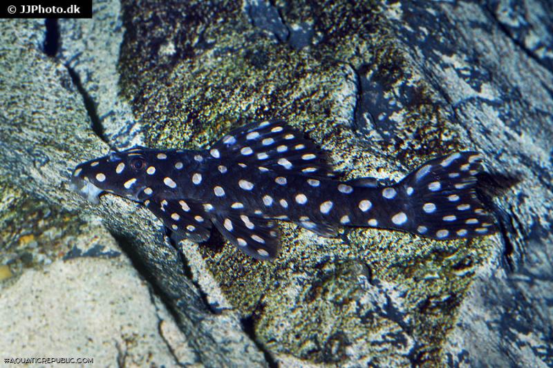 Scobinancistrus raonii