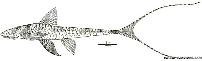 Spatuloricaria caquetae