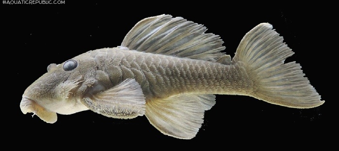 Spectracanthicus javae