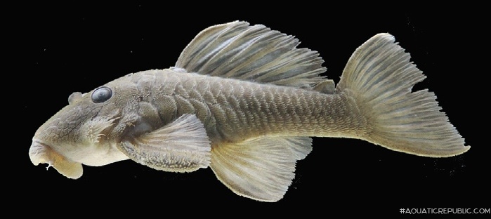 Spectracanthicus javae