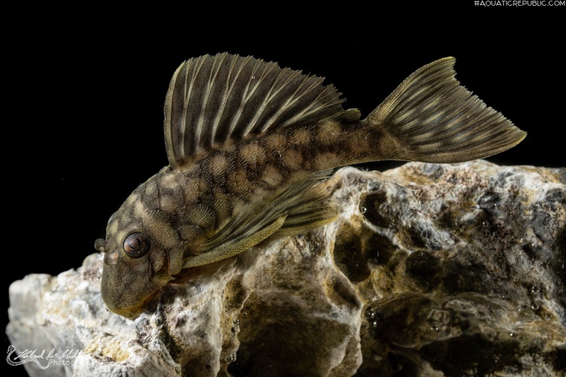 Spectracanthicus zuanoni