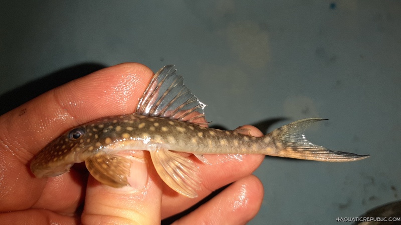 Stellantia siderea