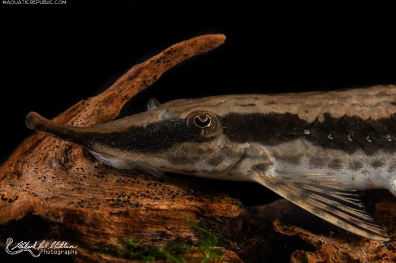 Sturisoma rostratum