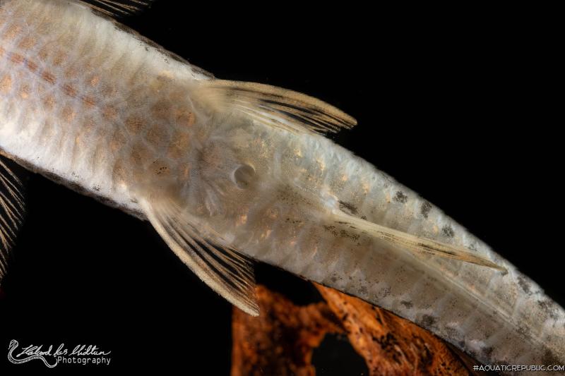 Sturisoma rostratum
