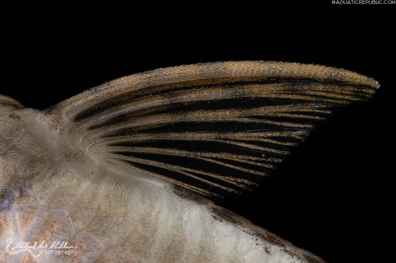 Sturisoma rostratum