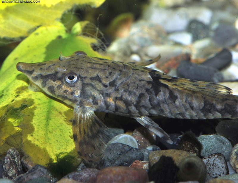 Sturisomatichthys leightoni