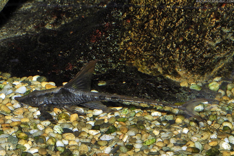 Sturisomatichthys reinae