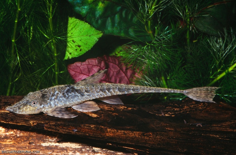 Sturisomatichthys sp. `COLOMBIA`