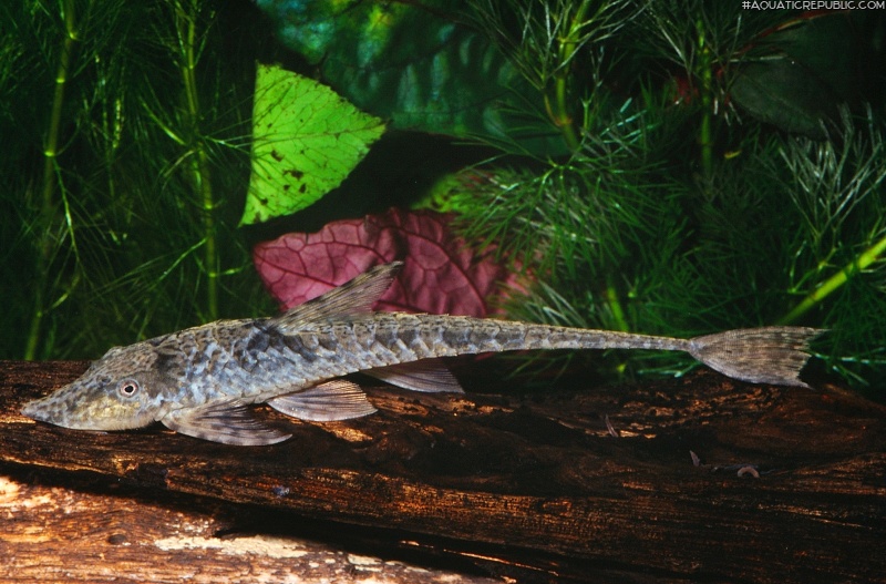 Sturisomatichthys sp. `COLOMBIA`