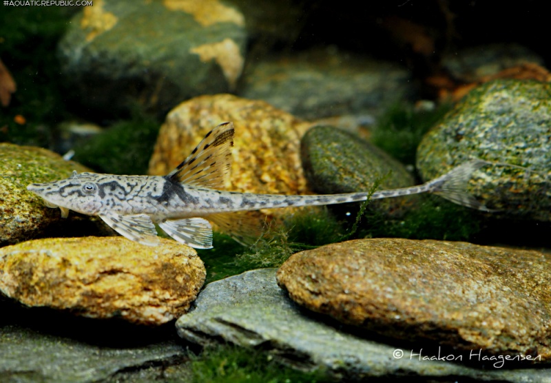 Sturisomatichthys sp. `COLOMBIA`