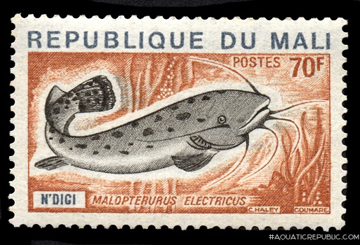 Malapterurus electricus