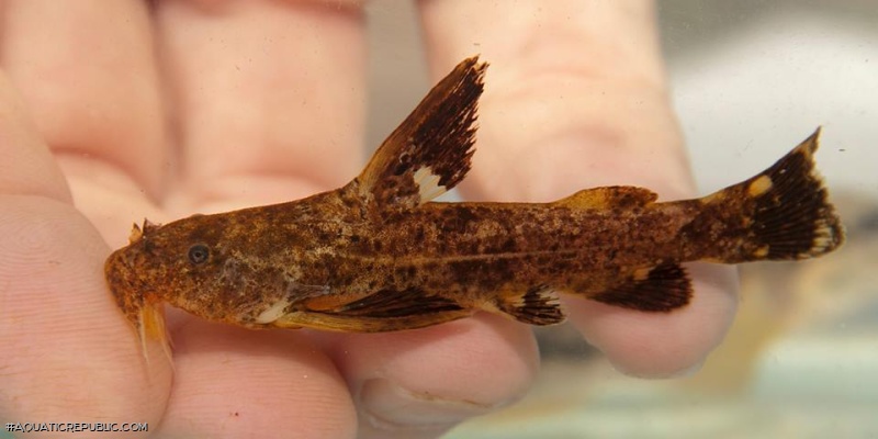 Chiloglanis macropterus