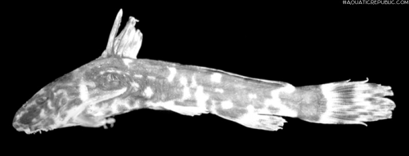 Microsynodontis armatus