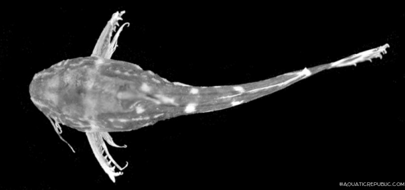 Microsynodontis armatus