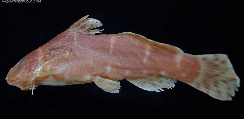 Microsynodontis nannoculus